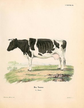 İneklerin ve boğaların tasviri. Abbildungen nach der Natur 'da öl Saugthiere, mit Beschreibungen. 1778