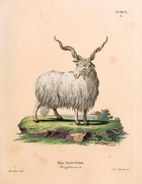 Иллюстрация Овцы Die Saugthiere Abbillionaider Mit Beer 1778 Год — стоковое фото