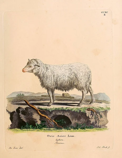 Illustratie Van Een Schaap Die Saugthiere Abbildungen Nach Der Natur — Stockfoto