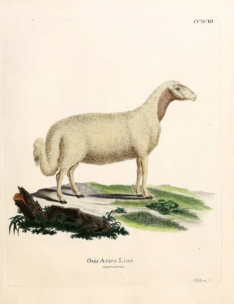 Ilustracja Owcy Giń Saugthiere Abbildungen Nach Der Natur Mit Beschreibungen — Zdjęcie stockowe