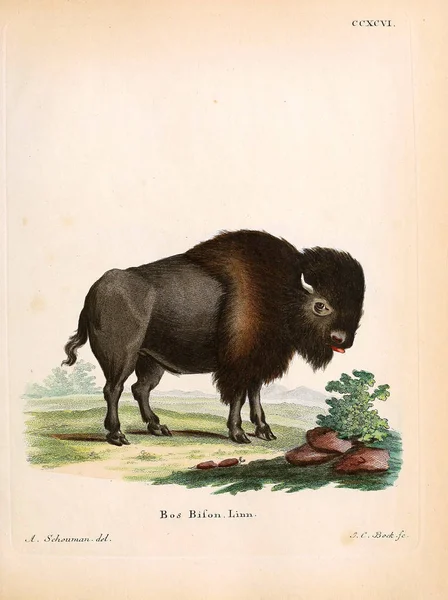 Illustration Eines Bisons Die Saugthiere Abbildungen Nach Der Natur Mit — Stockfoto