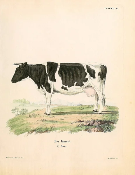 Εικονογράφηση Αγελάδων Και Ταύρων Die Saugthiere Στο Abbildungen Nach Der — Φωτογραφία Αρχείου