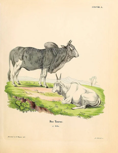 Ilustração Vacas Touros Die Saugthiere Abbildungen Nach Der Natur Mit — Fotografia de Stock