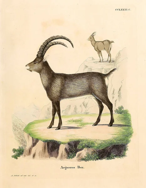 山山羊的图解 死在Abbildungen Nach Der Natur Mit Beschreibungen的Saugthiere 1778年 — 图库照片