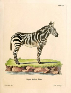 Zebra 'nın tasviri. Abbildungen nach der Natur 'da öl Saugthiere, mit Beschreibungen. 1778