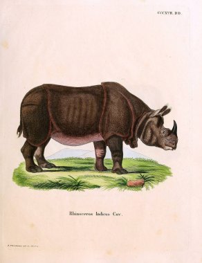 Bir gergedan tasviri. Abbildungen nach der Natur 'da öl Saugthiere, mit Beschreibungen. 1778
