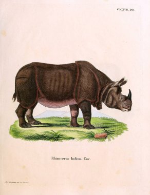 Illustration of a rhinoceros. Die Saugthiere in Abbildungen nach der Natur, mit Beschreibungen. 1778 clipart