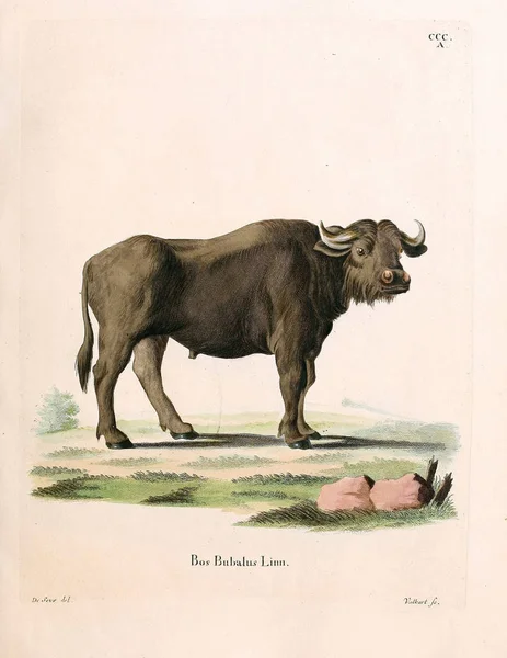 Ilustração Vacas Die Saugthiere Abbildungen Nach Der Natur Mit Beschreibungen — Fotografia de Stock