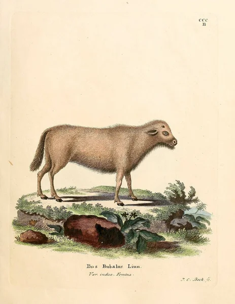 Illustration Vaches Die Saugthiere Abbildungen Nach Der Natur Mit Beschreibungen — Photo