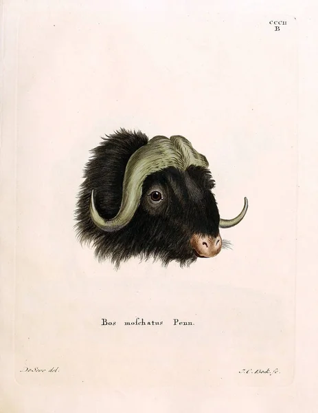 Illustration Von Kühen Die Saugthiere Abbildungen Nach Der Natur Mit — Stockfoto