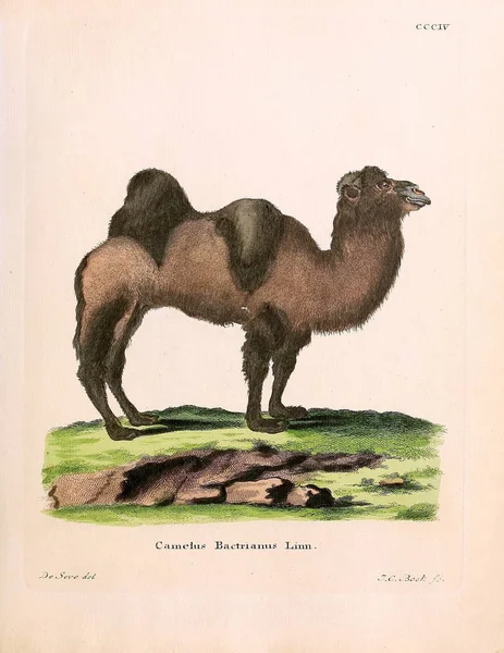Illustration Eines Kamels Die Saugthiere Abbildungen Nach Der Natur Mit — Stockfoto