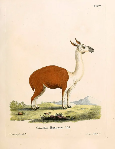 Illustration Eines Lamas Die Saugthiere Abbildungen Nach Der Natur Mit — Stockfoto