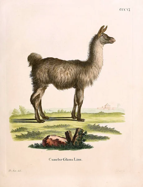 Illustratie Van Een Lama Die Saugthiere Abbildungen Nach Der Natur — Stockfoto