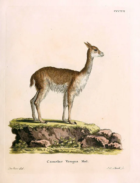 Ilustración Una Llama Die Saugthiere Abbildungen Nach Der Natur Mit — Foto de Stock