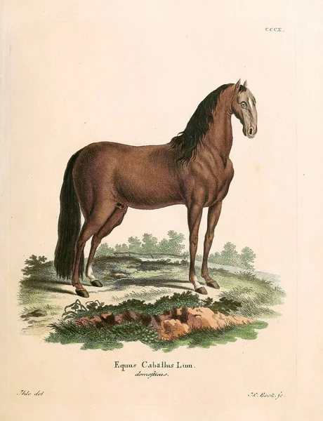 Ilustración Caballo Die Saugthiere Abbildungen Nach Der Natur Mit Beschreibungen — Foto de Stock