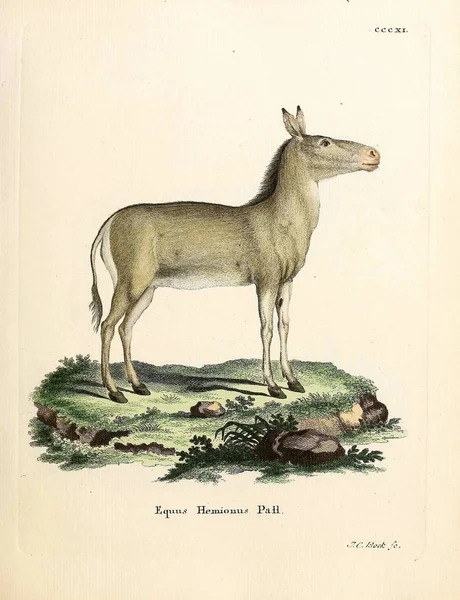 Illustration Eines Esels Die Saugthiere Abbildungen Nach Der Natur Mit — Stockfoto