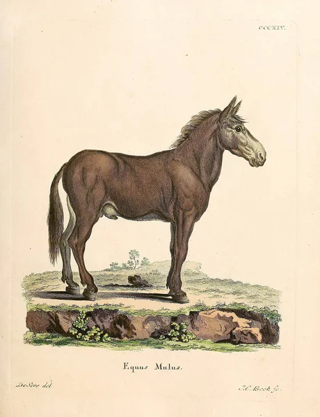 Ilustración Caballo Die Saugthiere Abbildungen Nach Der Natur Mit Beschreibungen — Foto de Stock