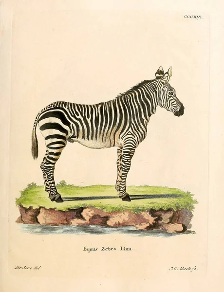 Ilustração Uma Zebra Die Saugthiere Abbildungen Nach Der Natur Mit — Fotografia de Stock