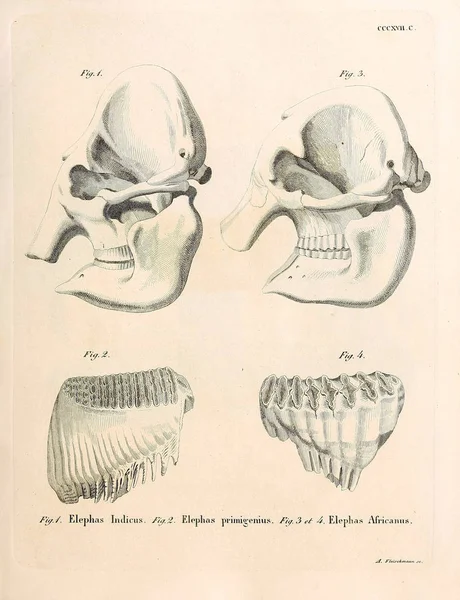 동물의 두개골의 그림입니다 Abbildungen에 Natur Mit Beschreibungen Saugthiere 1778 — 스톡 사진