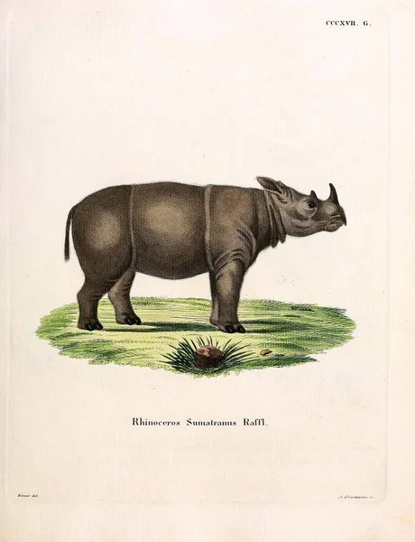 Ilustracja Nosorożca Giń Saugthiere Abbildungen Nach Der Natur Mit Beschreibungen — Zdjęcie stockowe