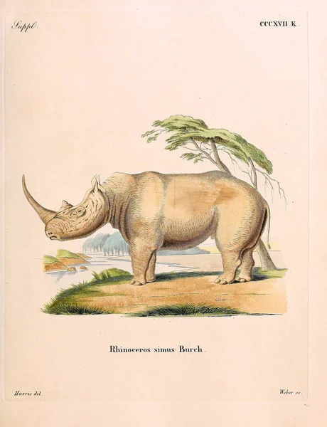 Εικονογράφηση Ρινόκερου Die Saugthiere Στο Abbildungen Nach Der Natur Mit — Φωτογραφία Αρχείου
