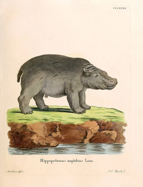 Ilustración Hipopótamo Die Saugthiere Abbildungen Nach Der Natur Mit Beschreibungen — Foto de Stock