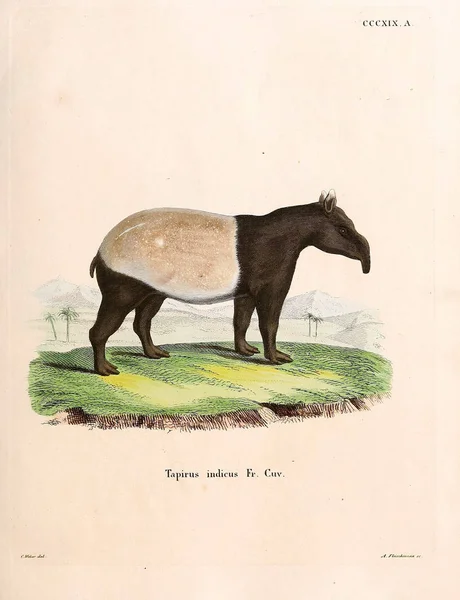 Illustratie Van Een Tapir Die Saugthiere Abbildungen Nach Der Natur — Stockfoto