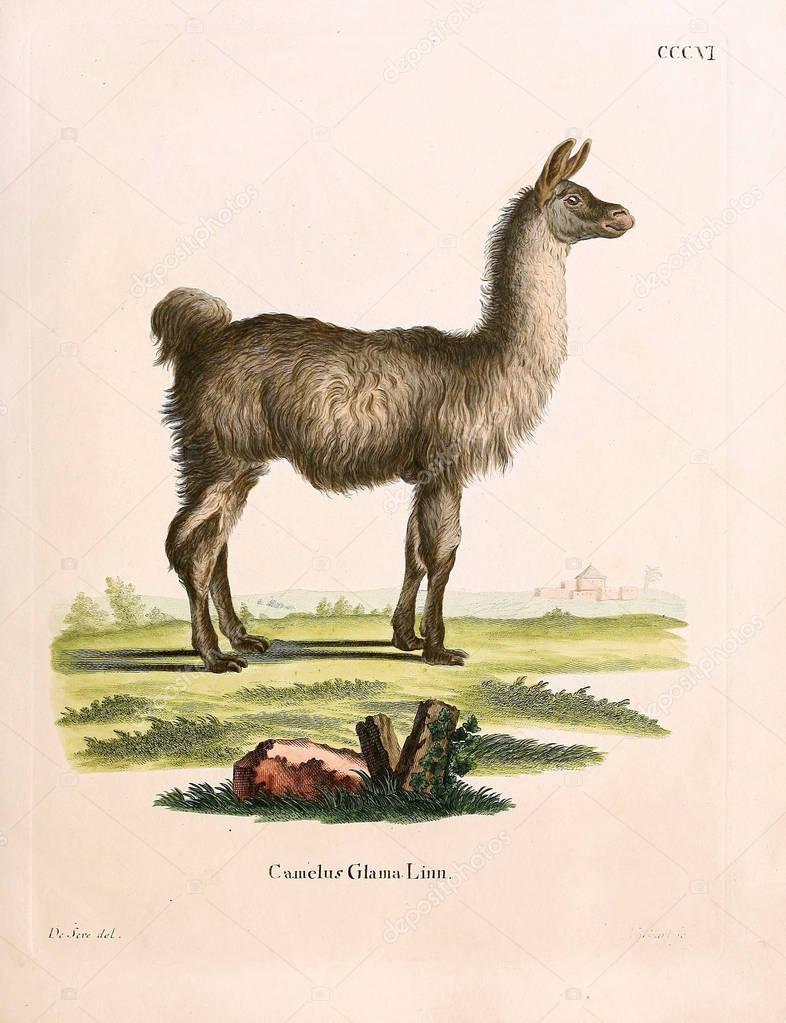 Illustration of a llama. Die Saugthiere in Abbildungen nach der Natur, mit Beschreibungen. 1778