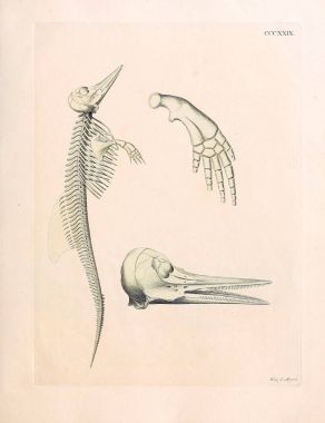 Deniz memelilerinin tasviri. İskelet. Abbildungen nach der Natur 'da öl Saugthiere, mit Beschreibungen. 1778
