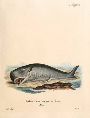 Deniz memelilerinin tasviri. Abbildungen nach der Natur 'da öl Saugthiere, mit Beschreibungen. 1778