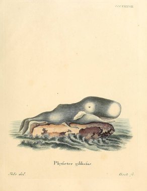 Deniz memelilerinin tasviri. Abbildungen nach der Natur 'da öl Saugthiere, mit Beschreibungen. 1778