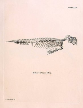 Deniz memelilerinin tasviri. İskelet. Abbildungen nach der Natur 'da öl Saugthiere, mit Beschreibungen. 1778