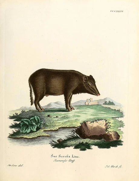 Ilustração Porcos Die Saugthiere Abbildungen Nach Der Natur Mit Beschreibungen — Fotografia de Stock