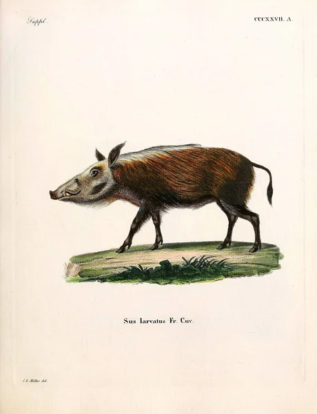 Illustration Von Schweinen Die Saugthiere Abbildungen Nach Der Natur Mit — Stockfoto