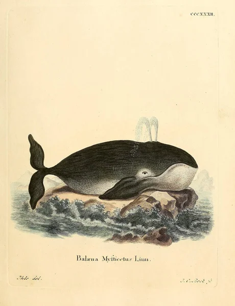 Иллюстрация Морских Млекопитающих Die Saugthiere Abbillionaider Mit Beer 1778 Год — стоковое фото