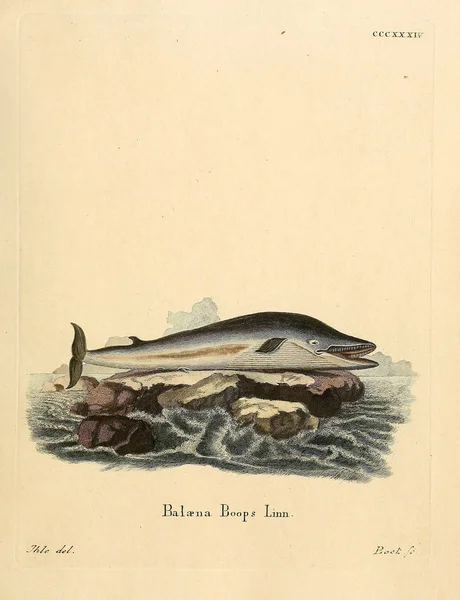 Illustration Von Meeressäugetieren Die Saugthiere Abbildungen Nach Der Natur Mit — Stockfoto