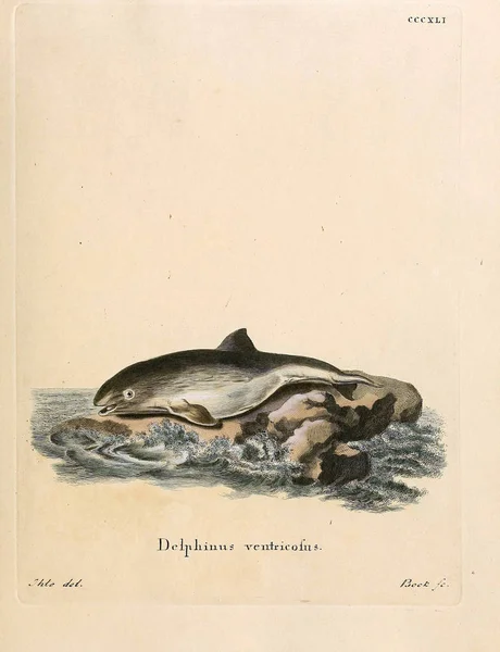 Εικονογράφηση Θαλάσσιων Θηλαστικών Die Saugthiere Στο Abbildungen Nach Der Natur — Φωτογραφία Αρχείου