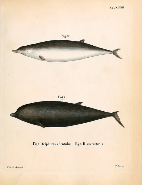 关于海洋哺乳动物的说明 死在Abbildungen Nach Der Natur Mit Beschreibungen的Saugthiere 1778年 — 图库照片