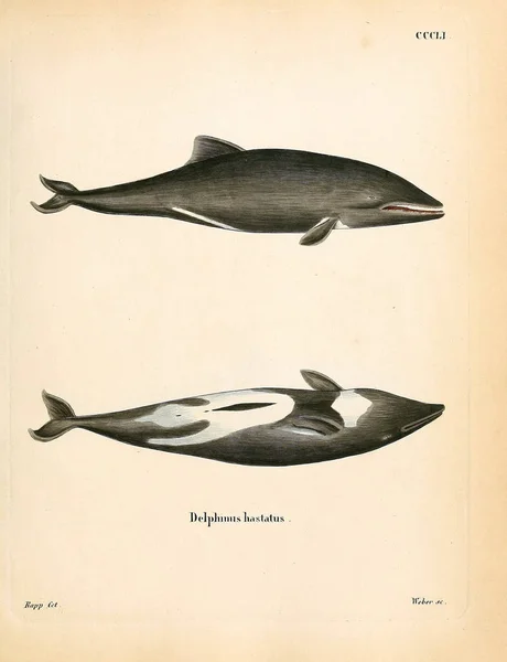 关于海洋哺乳动物的说明 死在Abbildungen Nach Der Natur Mit Beschreibungen的Saugthiere 1778年 — 图库照片