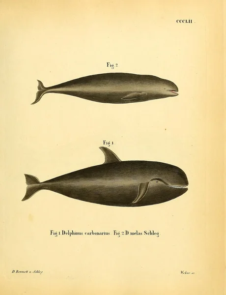 Illustration Von Meeressäugetieren Die Saugthiere Abbildungen Nach Der Natur Mit — Stockfoto