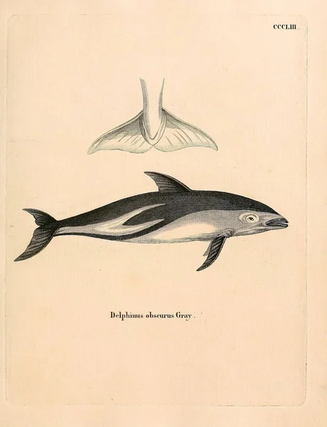 Ilustracja Ssaków Morskich Giń Saugthiere Abbildungen Nach Der Natur Mit — Zdjęcie stockowe