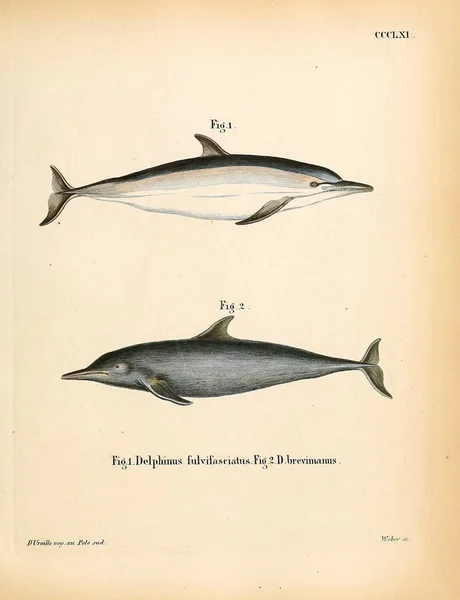 关于海洋哺乳动物的说明 死在Abbildungen Nach Der Natur Mit Beschreibungen的Saugthiere 1778年 — 图库照片