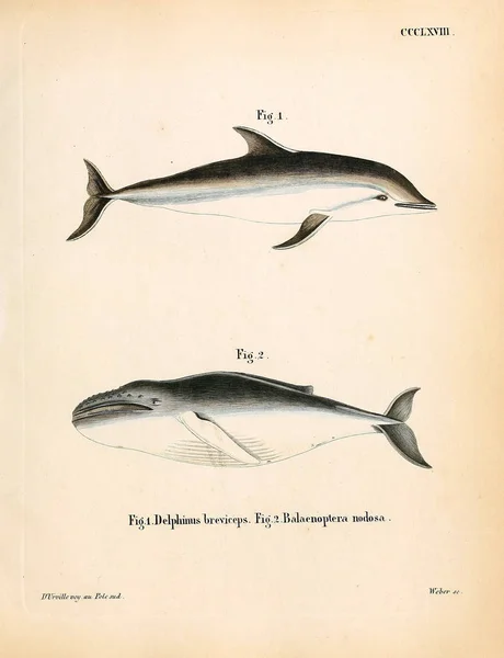 关于海洋哺乳动物的说明 死在Abbildungen Nach Der Natur Mit Beschreibungen的Saugthiere 1778年 — 图库照片