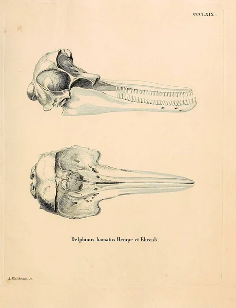 Ilustracja Ssaków Morskich Szkielet Giń Saugthiere Abbildungen Nach Der Natur — Zdjęcie stockowe