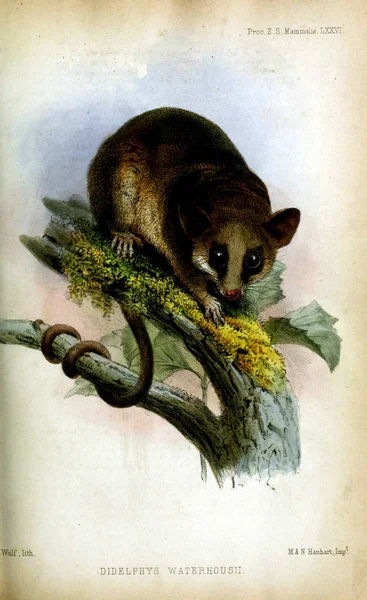 Opossum Werkzaamheden Van Zoological Society London 1833 — Stockfoto