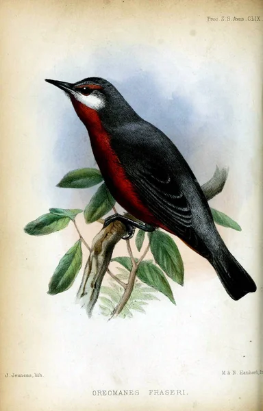 Ilustração Pássaros Giant Conebill Proceedings Zoological Society London 1833 — Fotografia de Stock