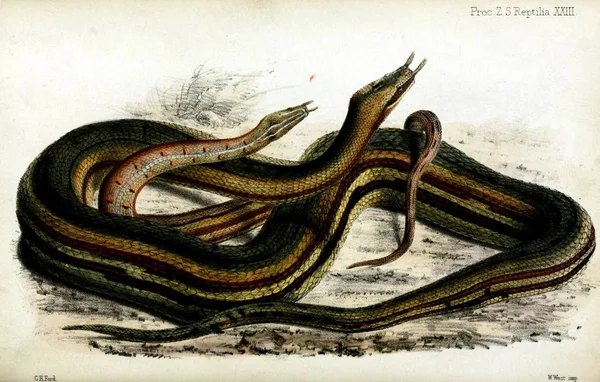 Węże Środowisku Naturalnym Postępowaniu Stowarzyszenia Zoological Society London 1833 — Zdjęcie stockowe
