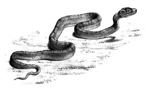 Yılanlar Içinde Belgili Tanımlık Vahşi Londra 1833 Zooloji Toplumun Işlemleri — Stok fotoğraf