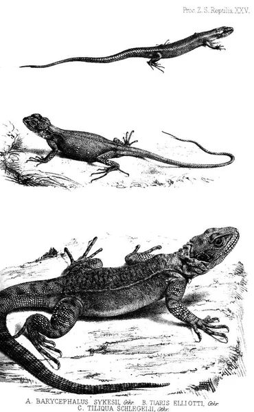 Lagarto Proceedings Zoological Society London 1833 — Foto de Stock