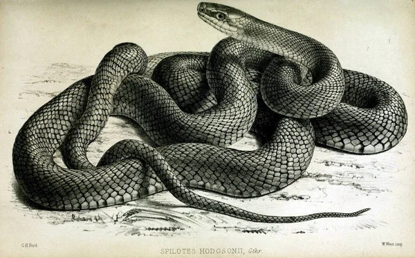 Käärmeitä Luonnossa Lontoon Eläintieteellisen Seuran Toiminta 1833 — kuvapankkivalokuva